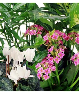 Florist's choice - Flowering Plant